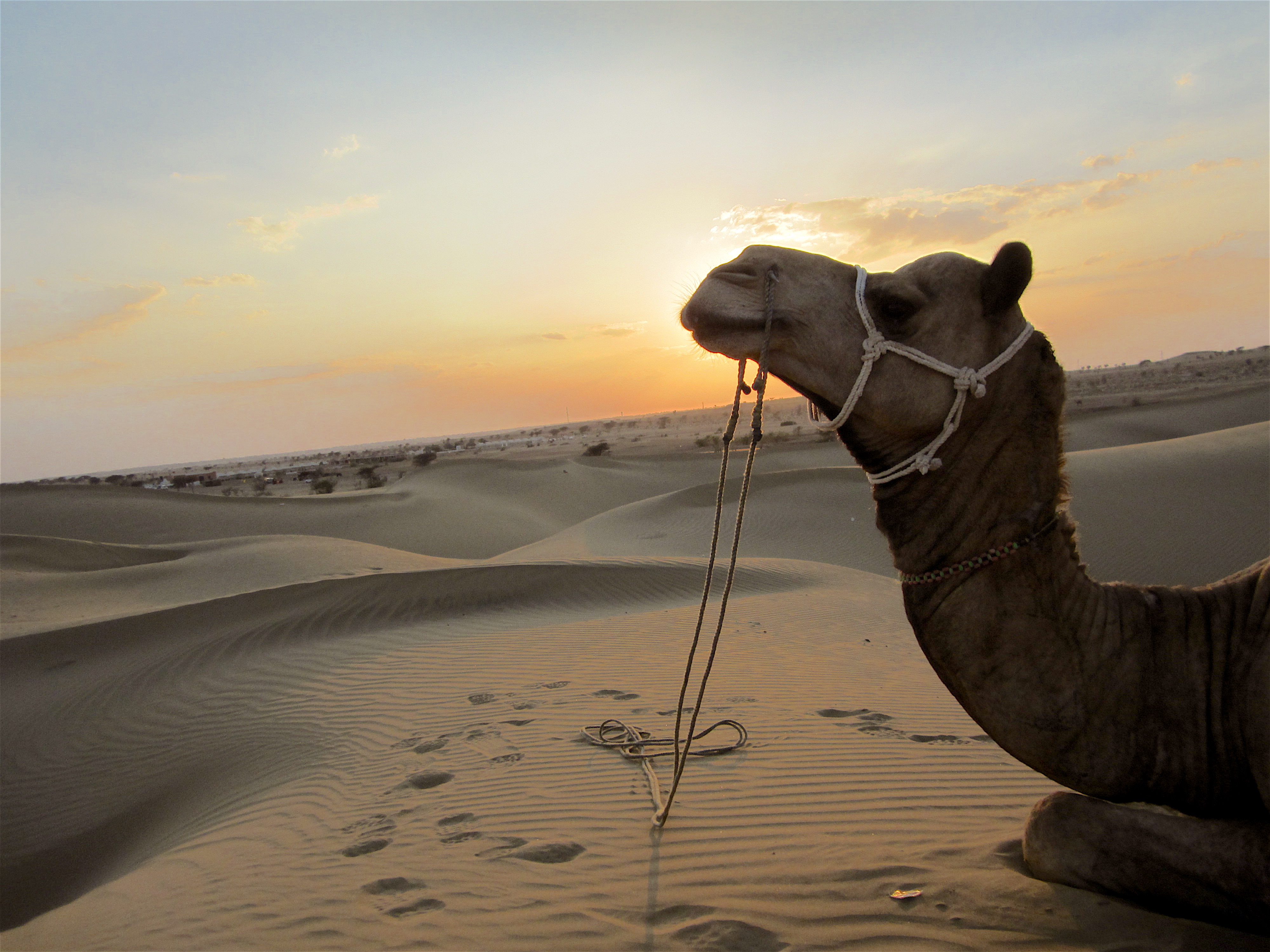 Camel at Sam Sand Dunes